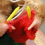 Knitting bear