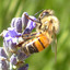 Honey bee + Lavender