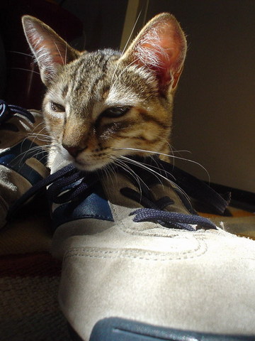 靴猫さん