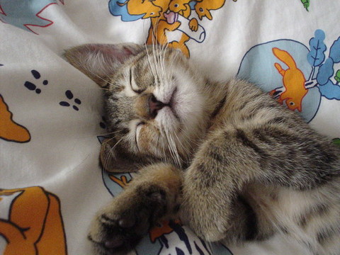 にっこりmooちゃん