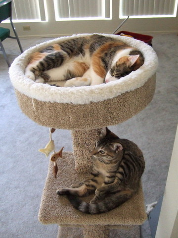 キャットタワーは大人気