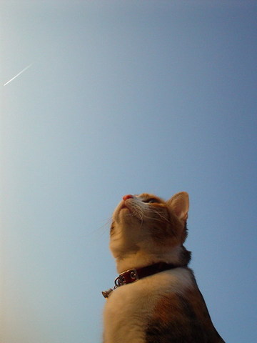 飛行機雲
