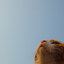 飛行機雲