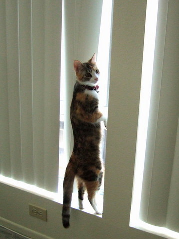 パトロール中
