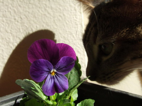 violet 