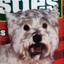 white chocolate westies