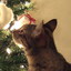 もうすぐクリスマス ： よる 