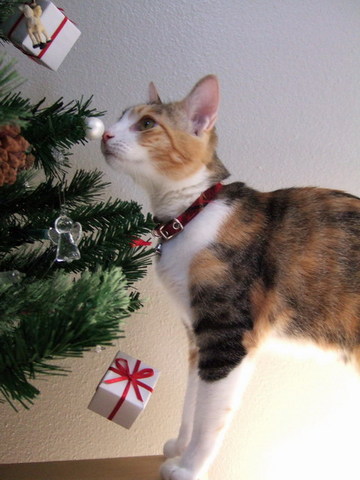 もうすぐクリスマス ： ひる
