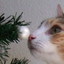もうすぐクリスマス ： ひる