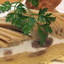 marron tarte