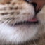 ベロしまい忘れ