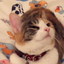 ねむにゃんこ