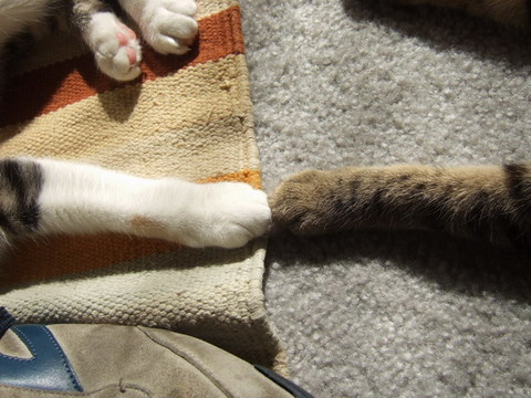 ねこのて