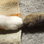 ねこのて