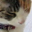 ねぼけにゃんころず