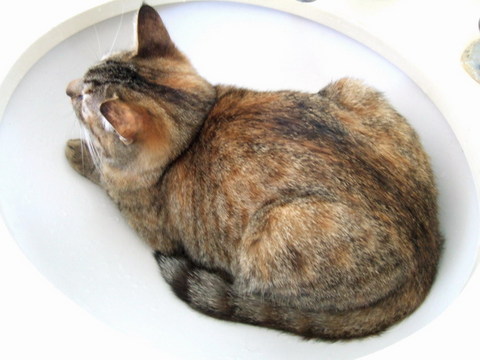 mooのローストチキン風