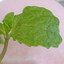 guava sorvet