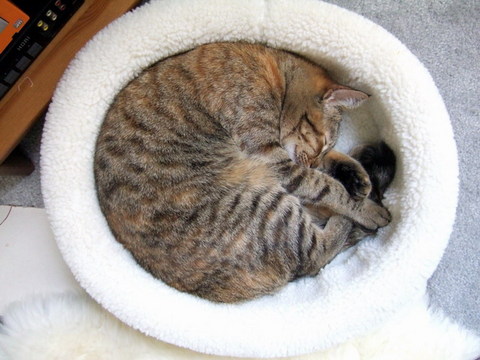 まんまるちゃん