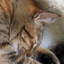 まんまるちゃん