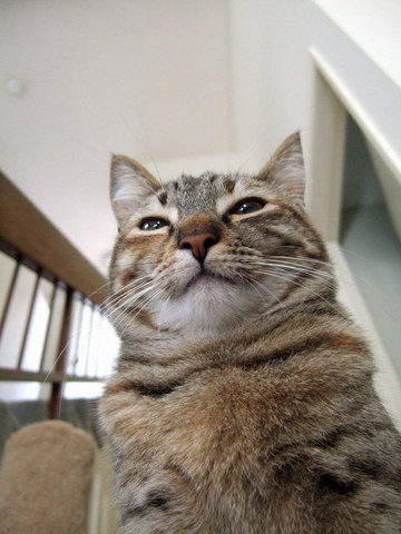 巨猫mooちゃん