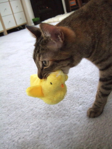 ピヨコちゃんがさらわれた！
