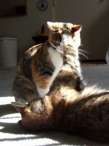 m「猫パーンチ！」  b「にゃっ！」