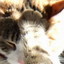 m「猫パーンチ！」  b「にゃっ！」